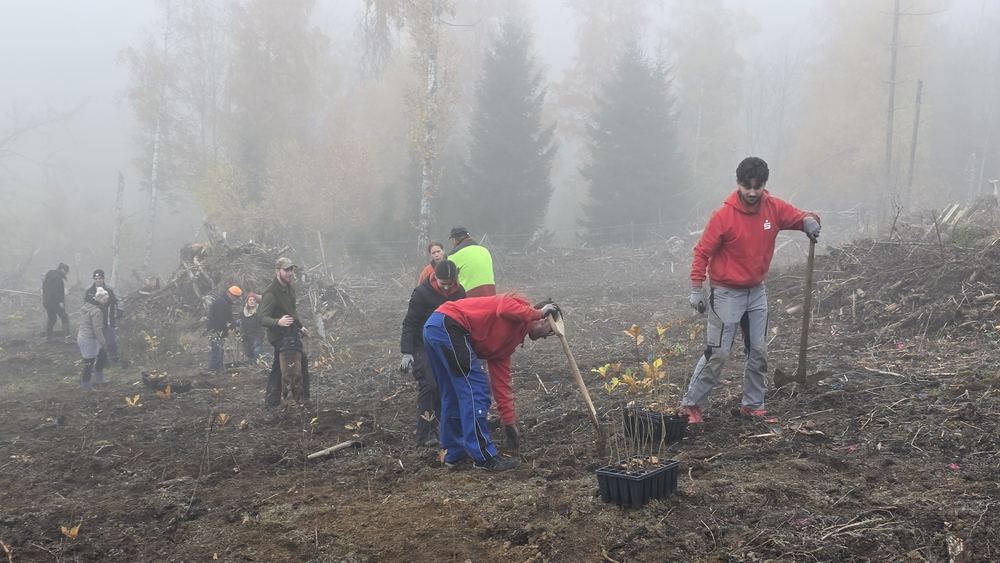 Pflanzen im Nebel